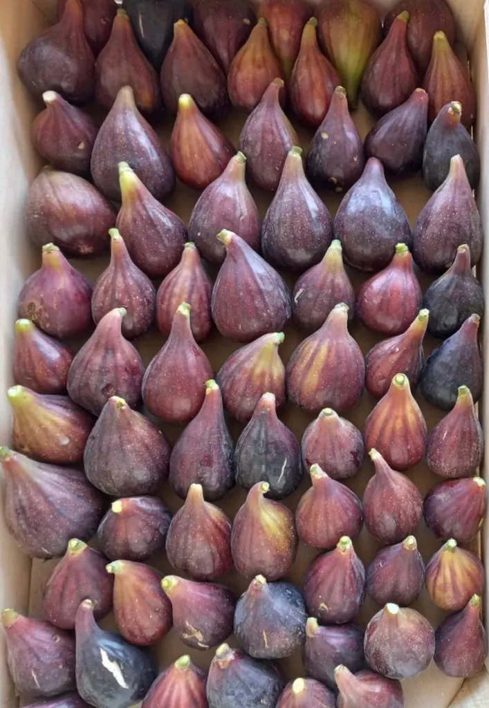 Livraison de Figues produites en Provence en point relais à Marseille