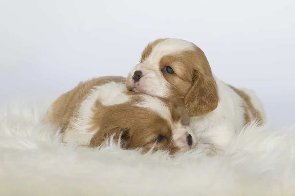 CAVALIER KING CHARLES ELEVAGE DU PALAIS DES PAPES