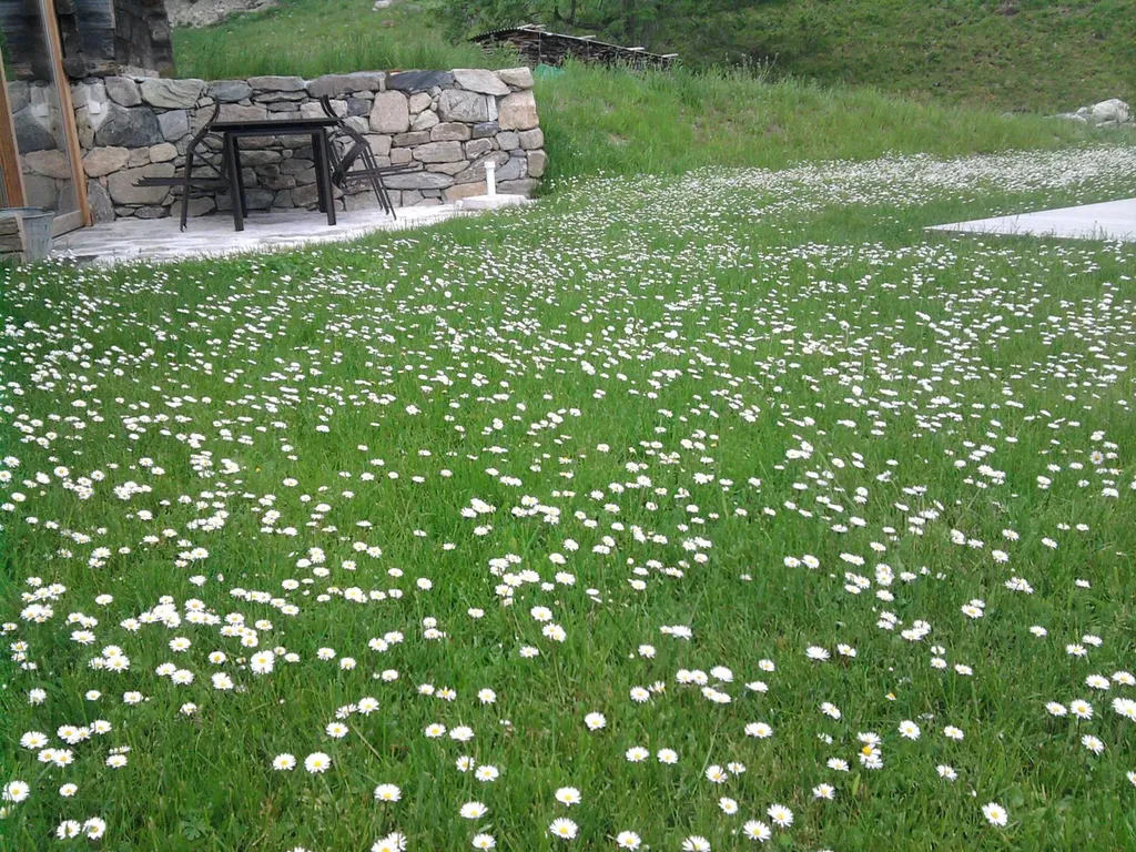 Créer et entretenir une prairie fleurie dans mon jardin situé dans les Landes