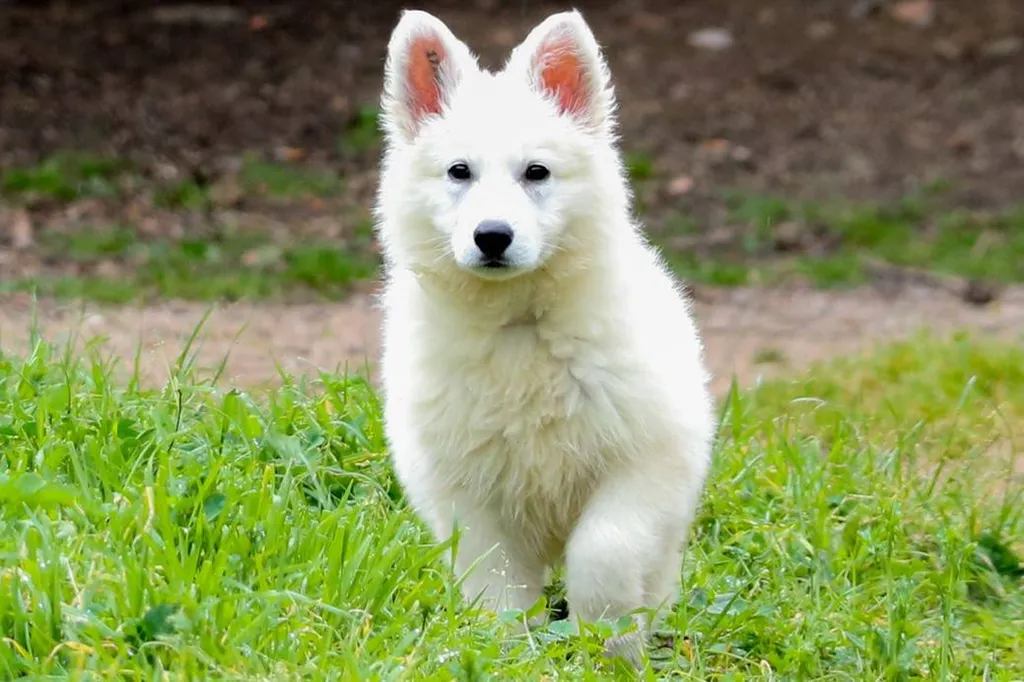 Vente de BERGER BLANC SUISSE AVIGNON