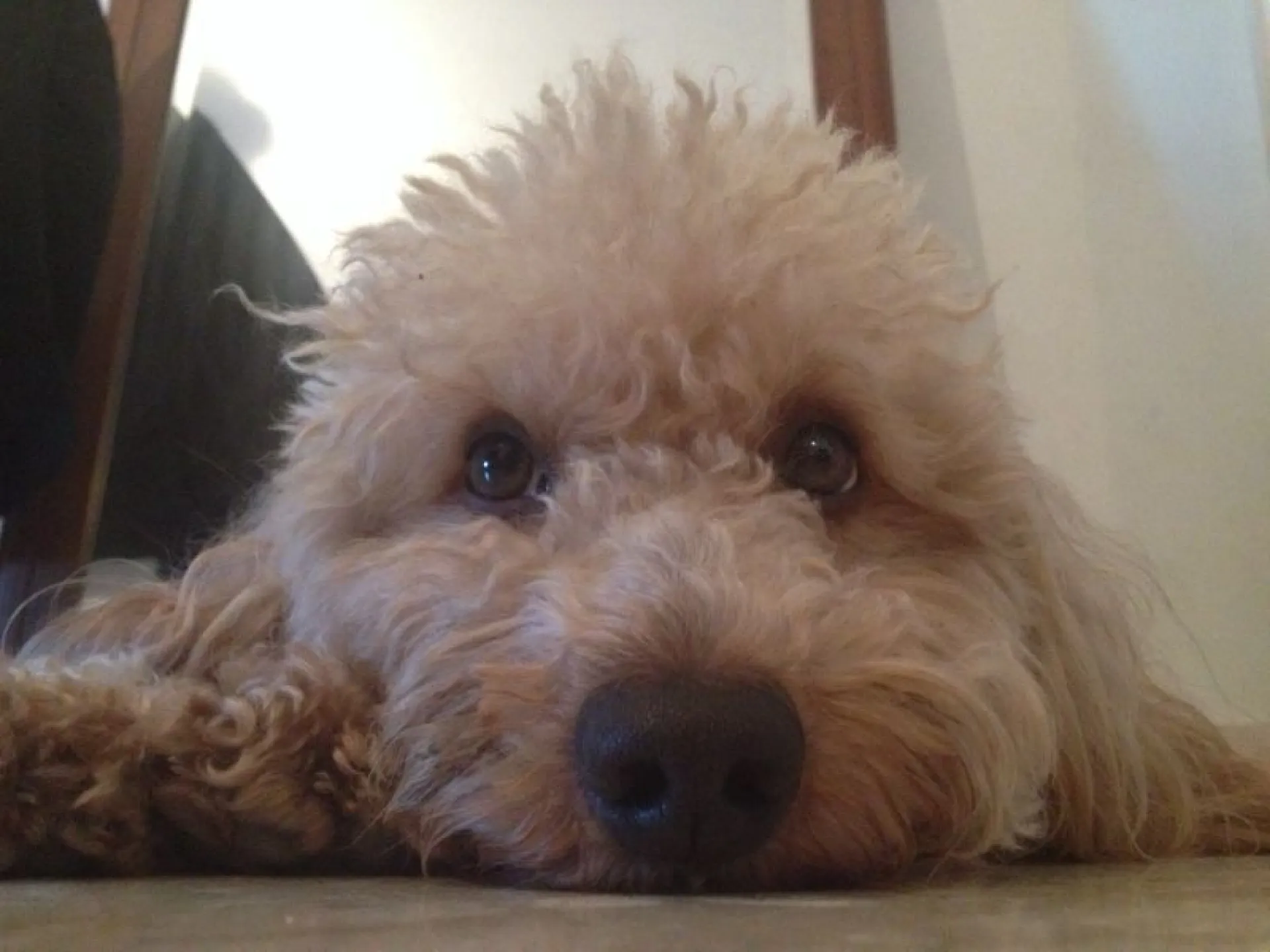 garde de l'animal en cas de séparation à Aix en provence