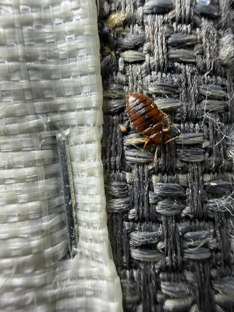 Punaises de lit isolés près d'une agrafe dans un canapé à Saint-Denis