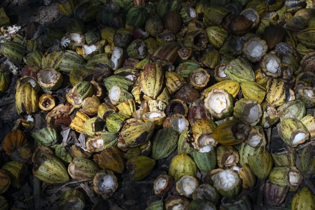 De Madagascar à Marseille, l’histoire d’un chocolat d’exception né d’un amour pour la terre et les hommes