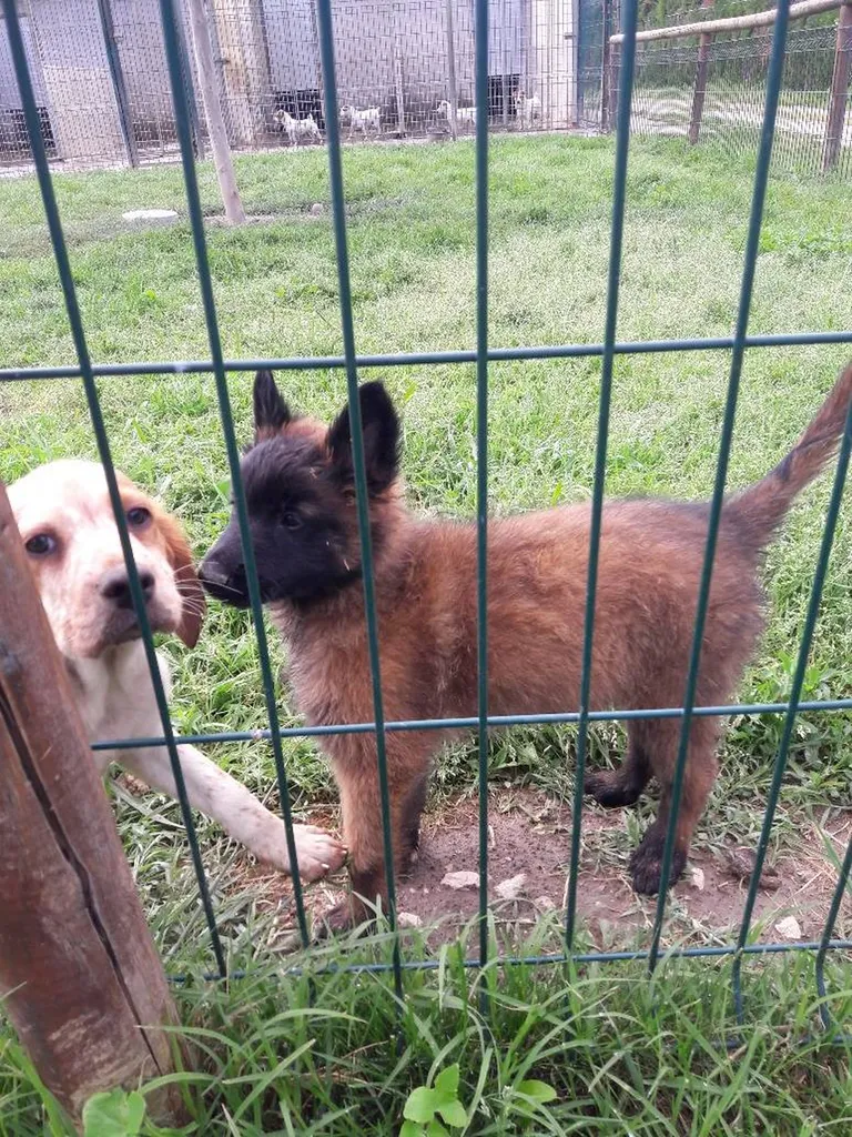 Chiots BERGER BELGE TERVUEREN L.O.F. nés à l'élevage du palais des papes à Avignon.