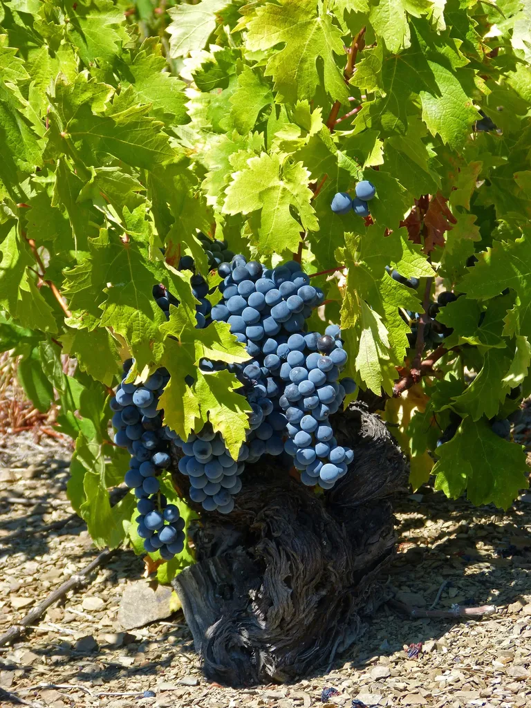 Atelier œnologique à domicile sur les vins bio à Mérignac : explorez la viticulture naturelle avec un sommelier intervenant jusqu'aux portes de Bordeaux