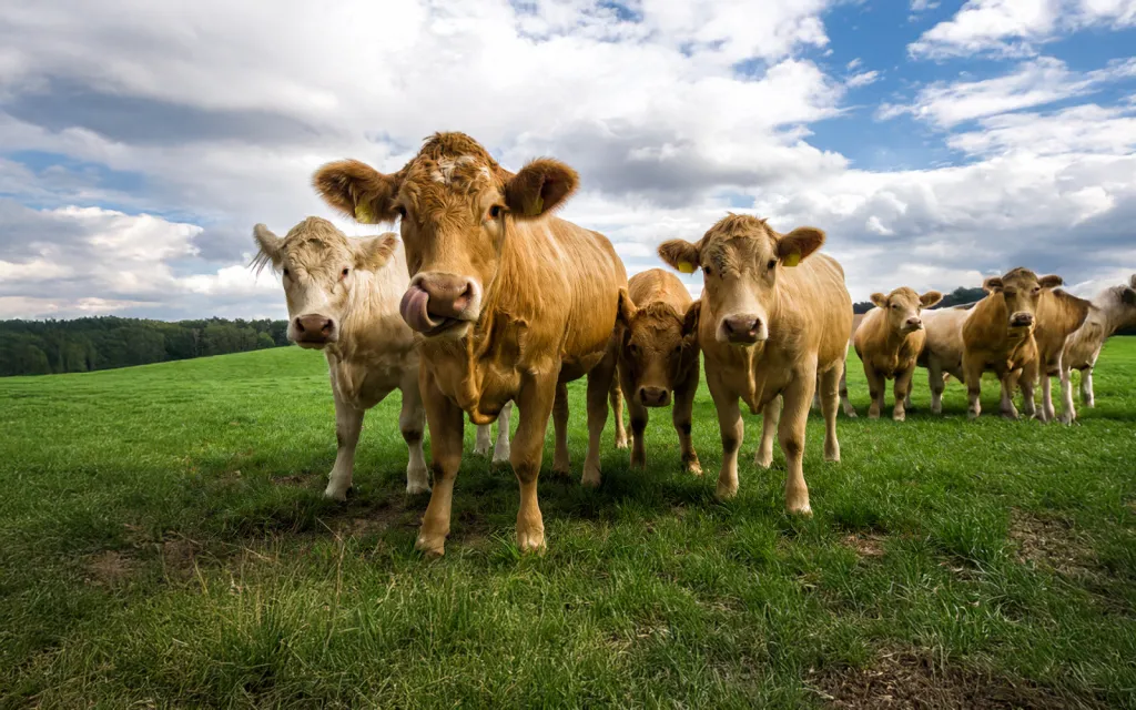 Tenus coopertos exilium sunt uncosqu