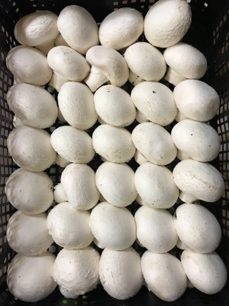 Les champignons de Paris sont à Ma Ferme proche de Marseille