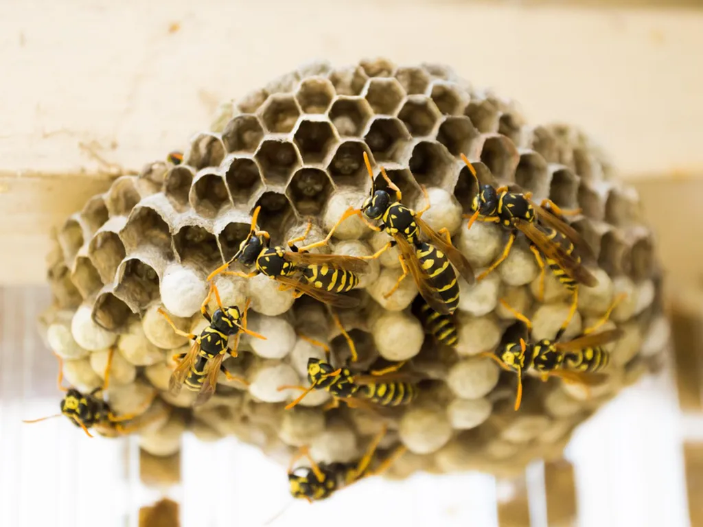 Nids guêpes polistes sous fenêtre