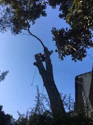 Entreprise d'abattage d'arbre en hauteur avec grue dans le Vaucluse
