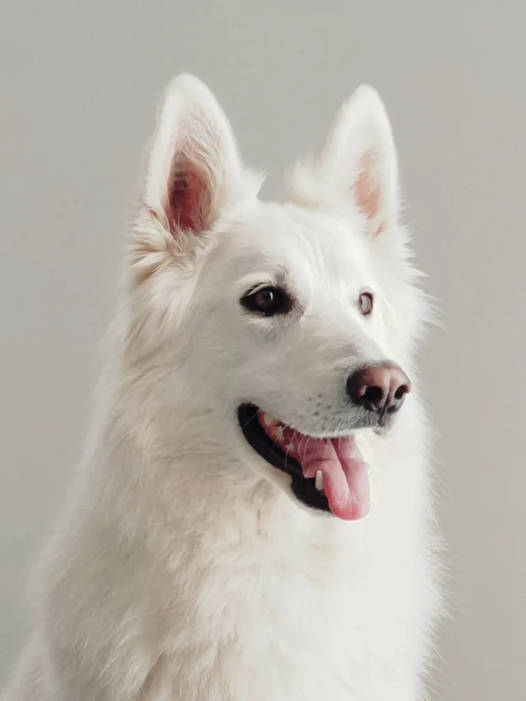 Berger Blanc Suisse LOF PACA