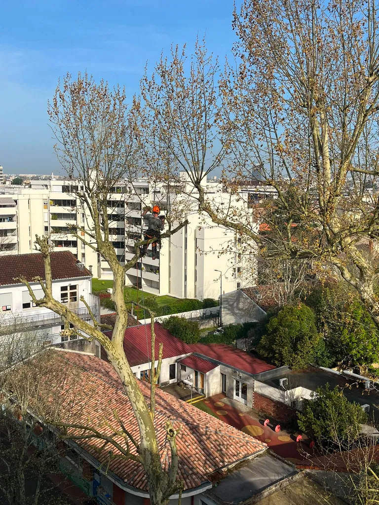Elagage de platanes à Bordeaux par Elagage et Paysage