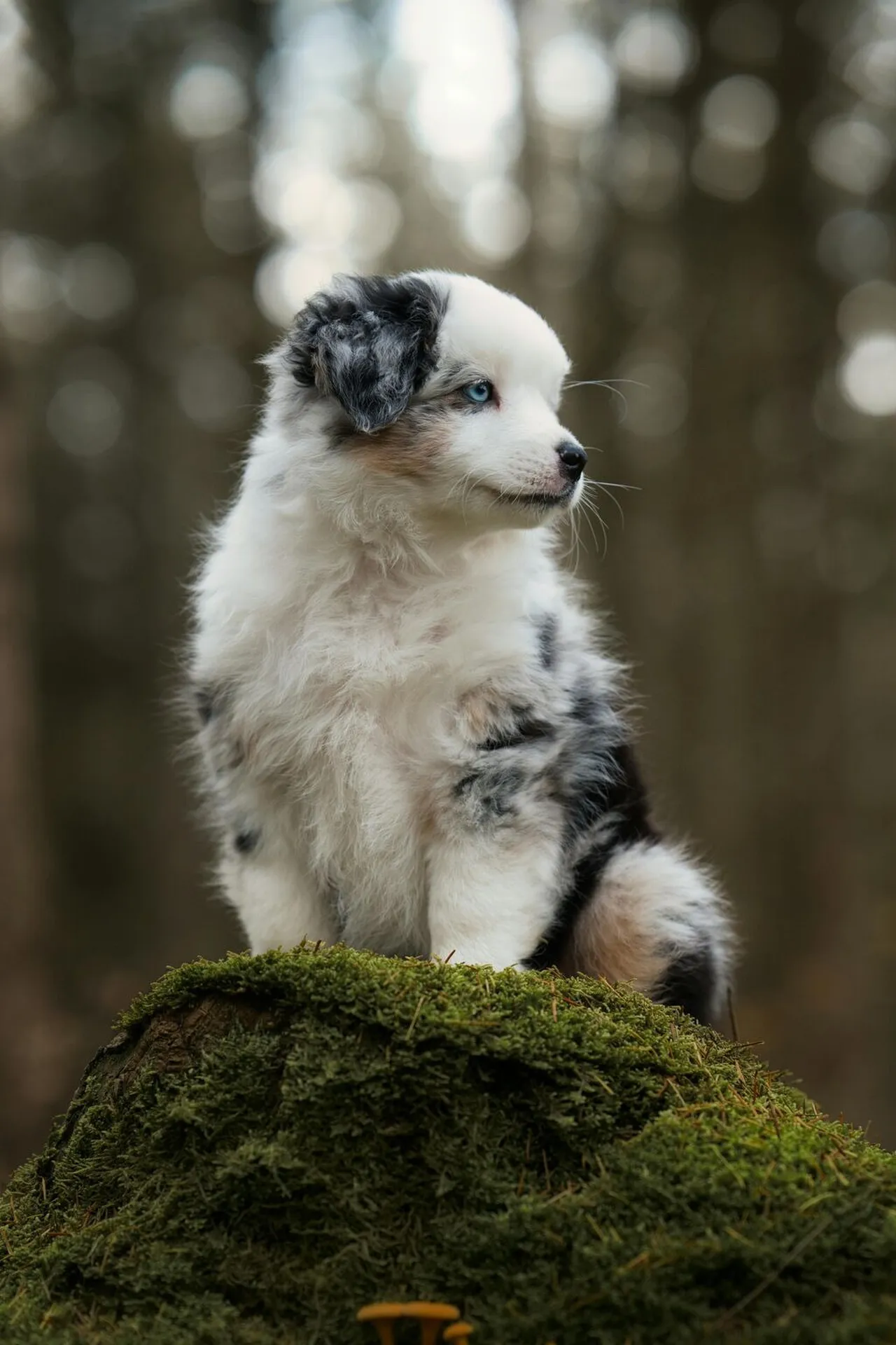 bien choisir son chiot avec l'aide d'un professionnel 