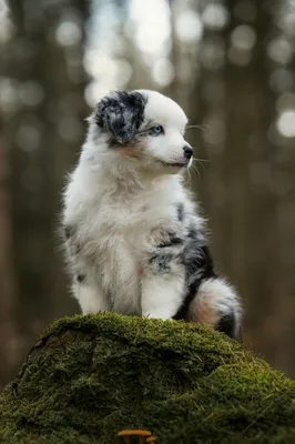 bien choisir son chiot avec l'aide d'un professionnel 