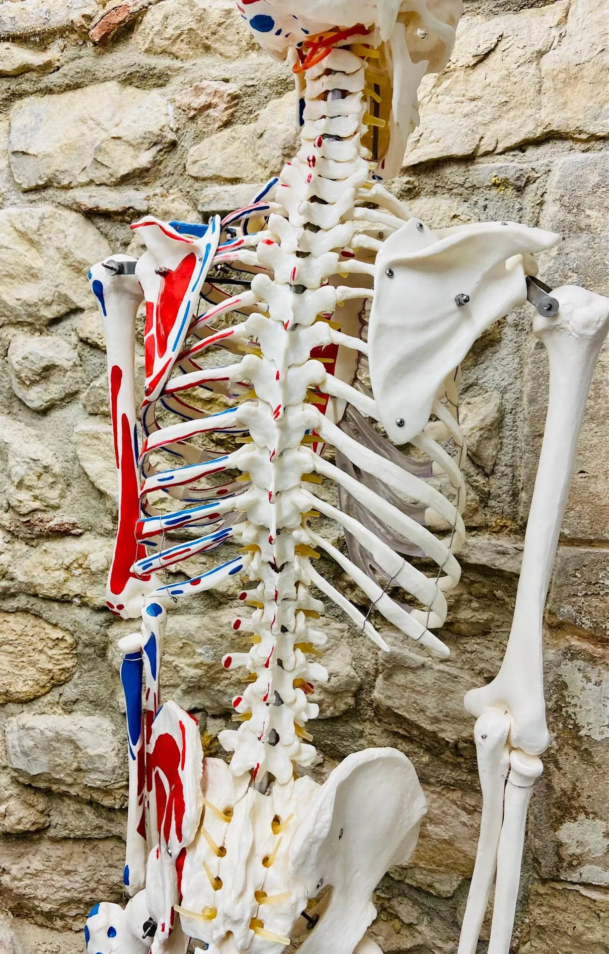 L'anatomie du rachis simplifiée par le cabinet de kiné MMK à Marseille 13006