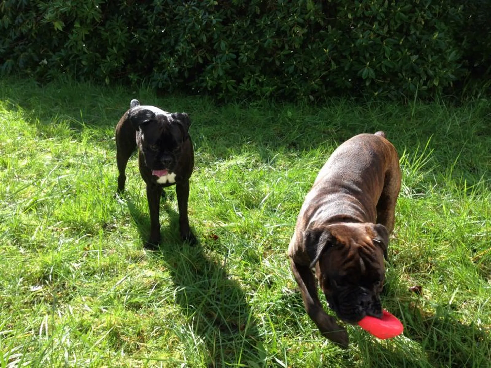 qu'est ce que un comportementaliste canin?