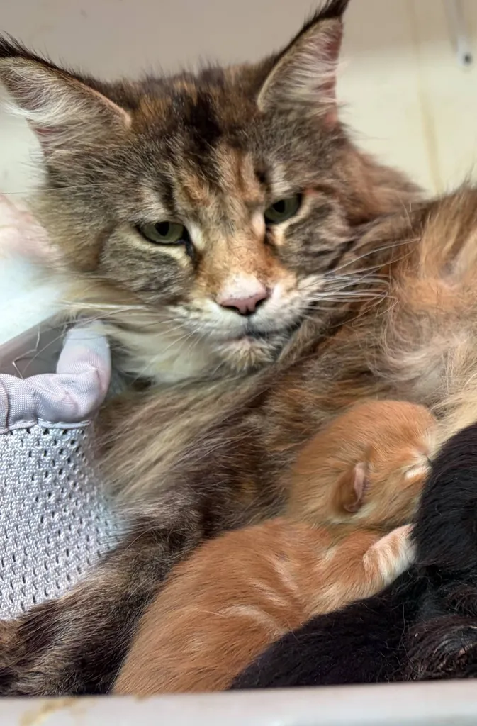 Chatons Maine Coon LOOF à réserver – nés le 9 avril 2026