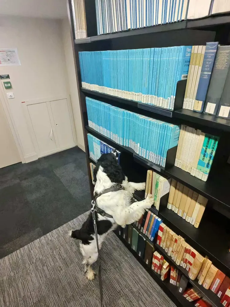 Bibliothèque, lieu d'infestation idéal pour la punaise de lit qui aime se cacher dans les livres