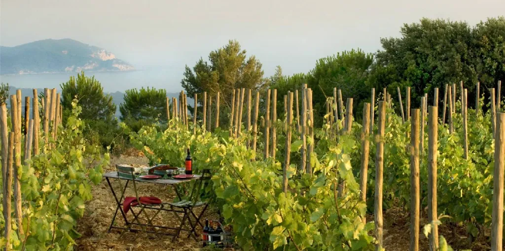 domaine viticole vin de Bandol