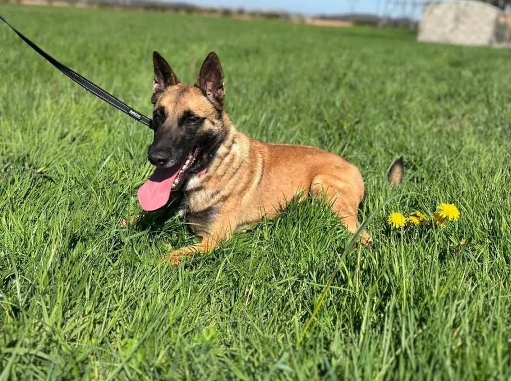 Chienne experte en olfaction de punaise de lit Canem Detect