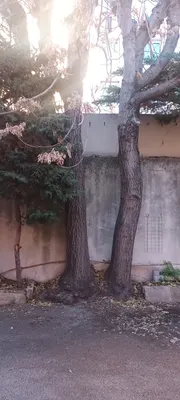 Elagage d'Ellante 12 ème arrondissement de Marseille 