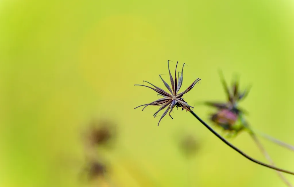 Traitement préventif et curatif contre les moustiques et moustiques tigres pour les jardins et extérieurs à Léguevin et Aussonne