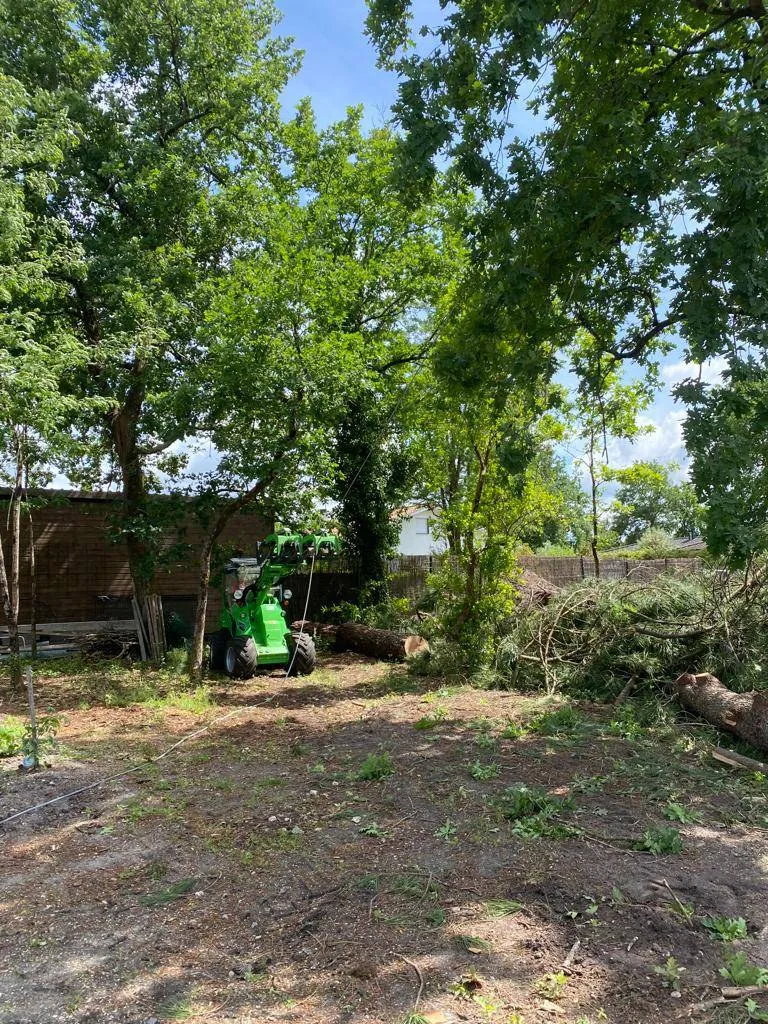 Manutention du bois de pin