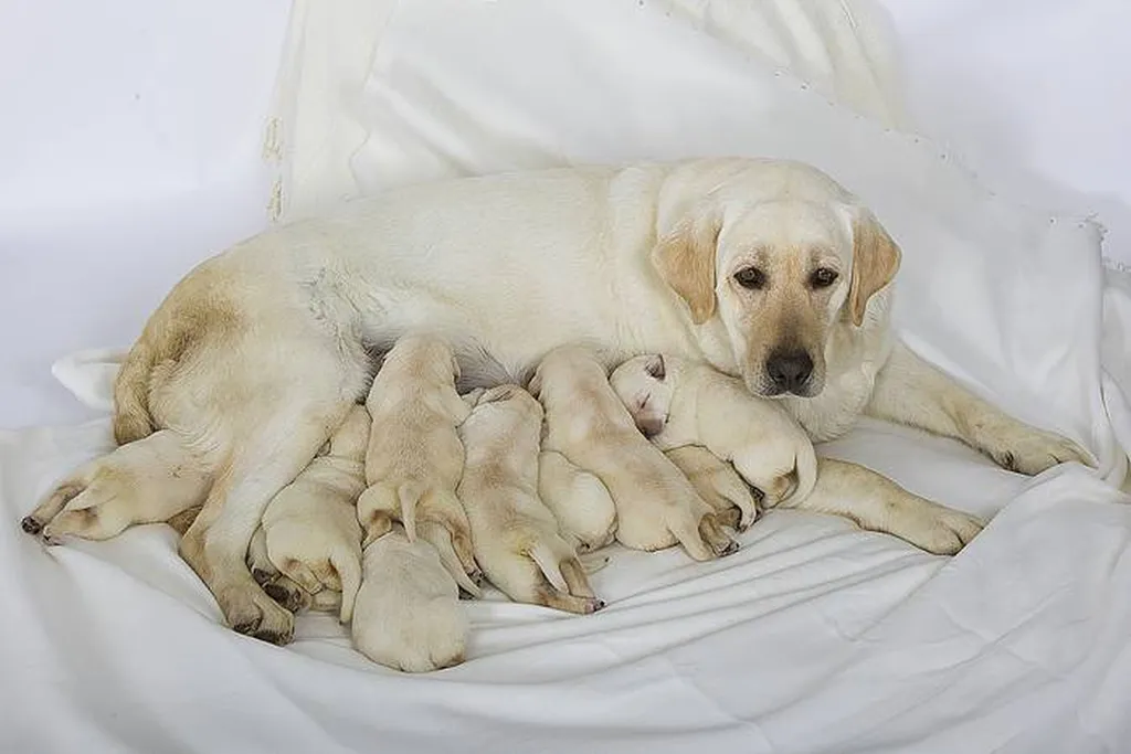 LABRADOR RETRIEVER L.O.F.