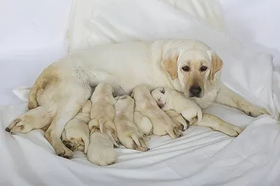 LABRADOR RETRIEVER L.O.F.