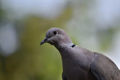 Comment savoir si j’ai un problème de pigeons sur mon bâtiment ?