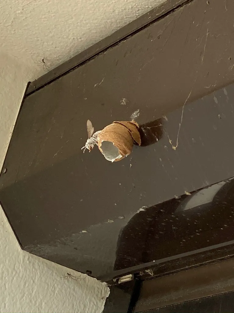 Premier nid de frelons asiatiques primaire de la saison 2021 sur la commune de Lambesc dans les bouches du Rhones (13)