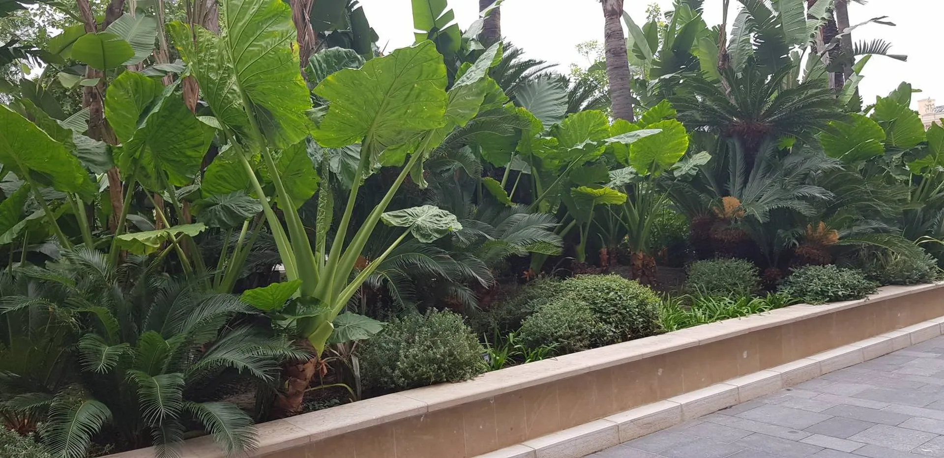 Entretien d'espaces verts à Monaco