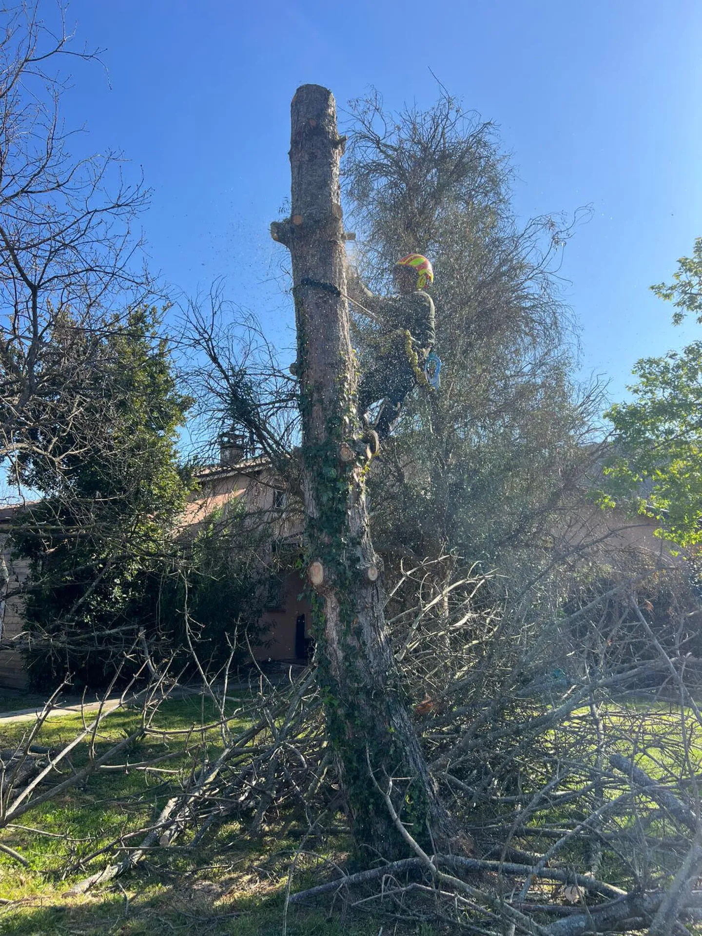 Abattage par démontage d'un pin mort sur pied sur Muret proche de Seysses, par les jardiniers paysagistes MAT'TAILLE