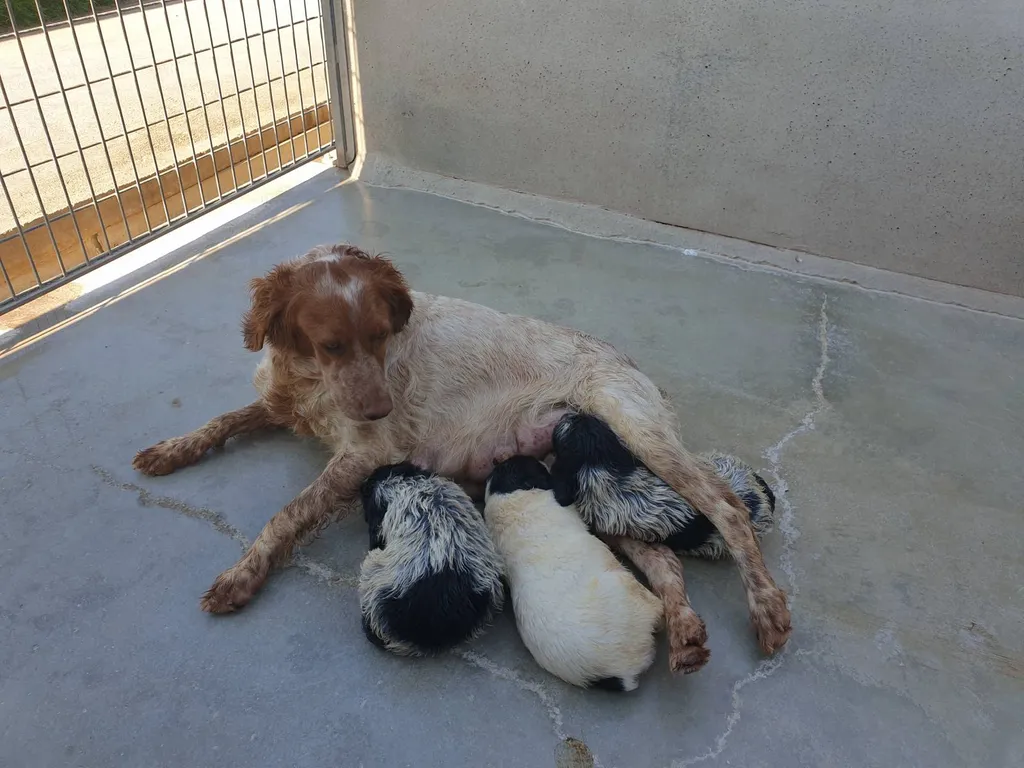 Achat de chien et Chiot Epagneul breton male ou femelle Avignon Vaucluse 84 Paca