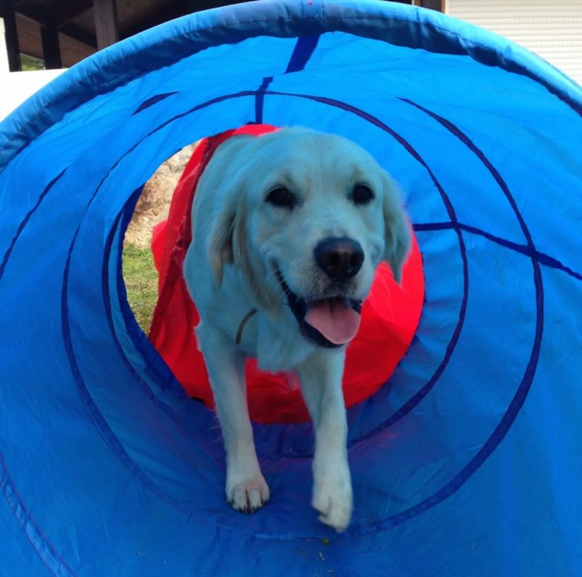 Cours agility Salles