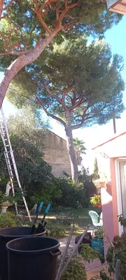Élagage de pins dans le 8ème à la pointe rouge à Marseille. 