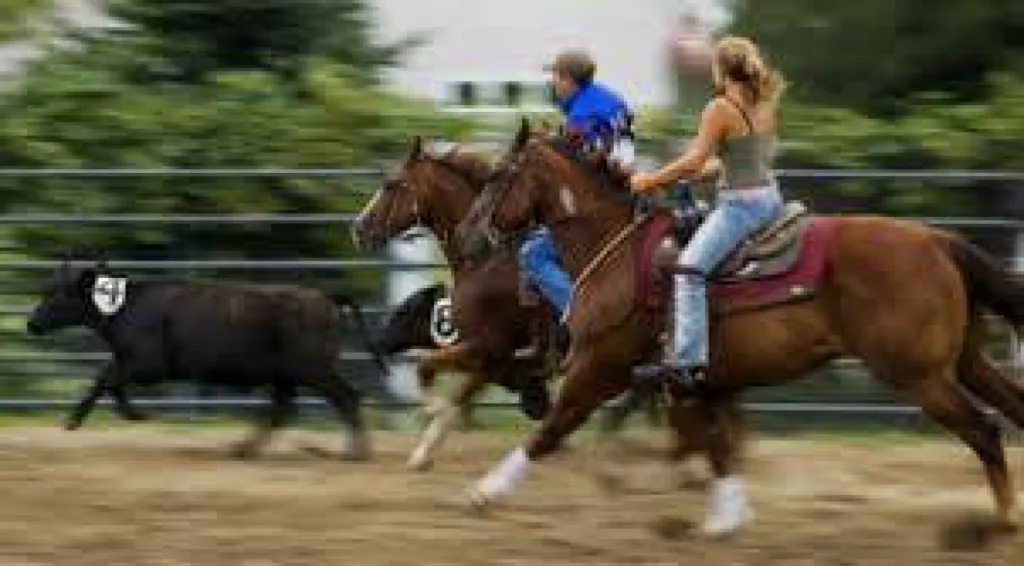 balade cheval en camargue