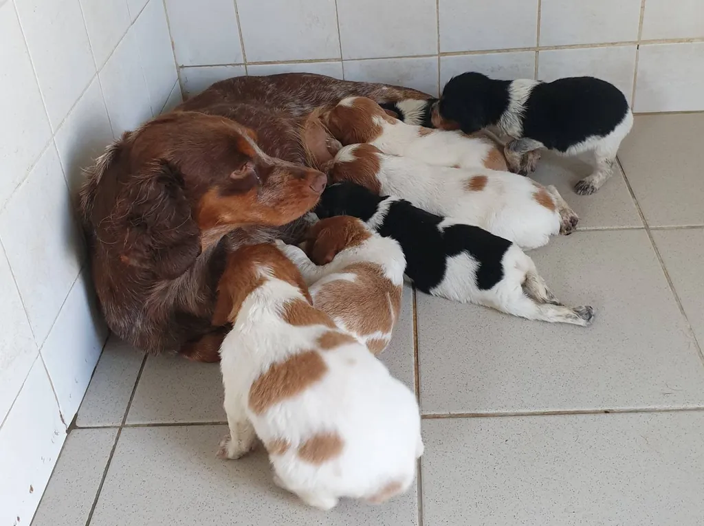 EPAGNEUL BRETON  CHIOTS L.O.F. à Avignon