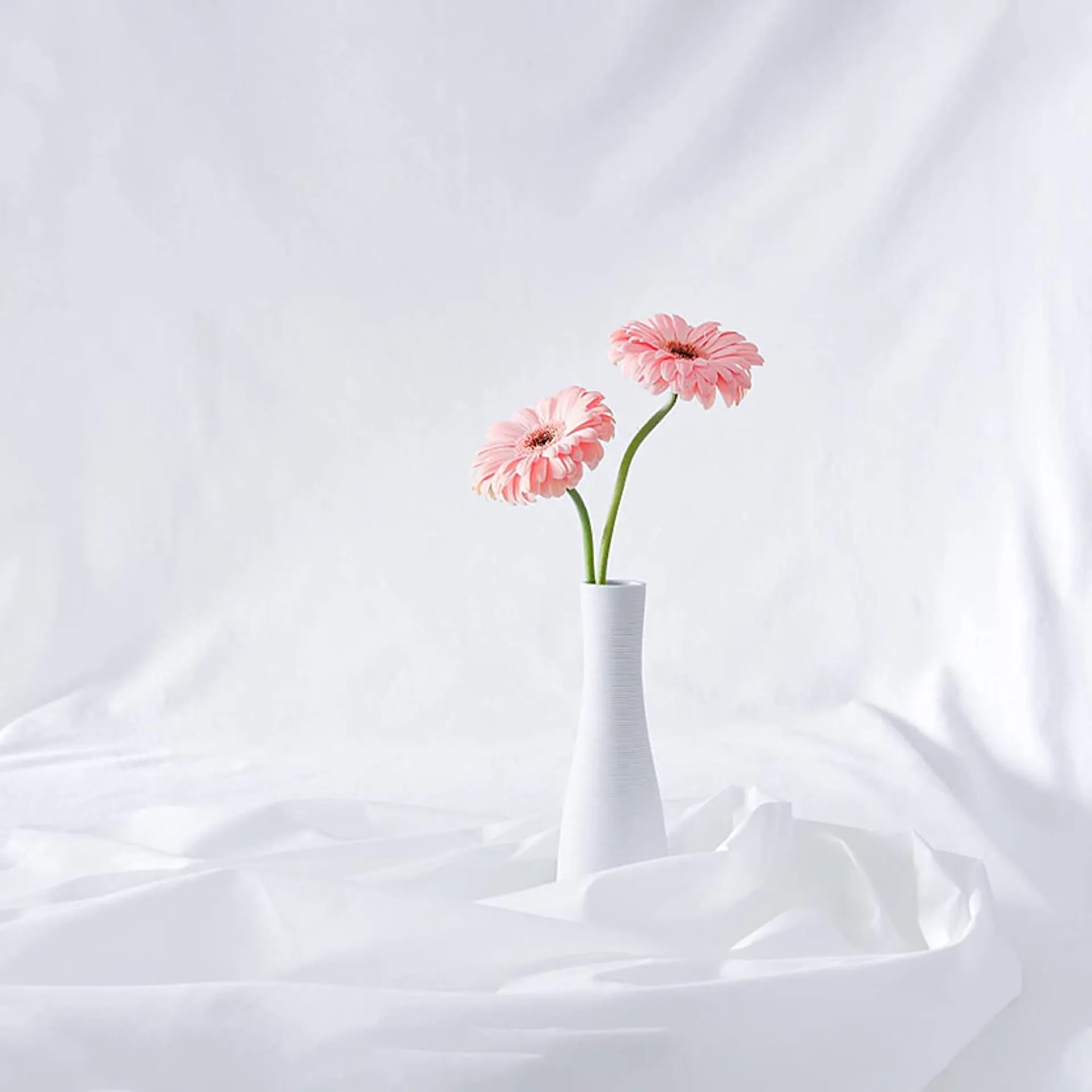 location toile de fond blanc à menton dans les alpes maritime