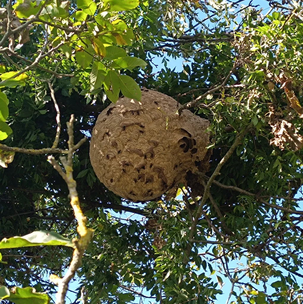 Expertise technique pour une urgence guêpes et Frelons pour les particuliers et les professionnels avec traitement par insecticide certifié à Sainte Croix proche de Montluel