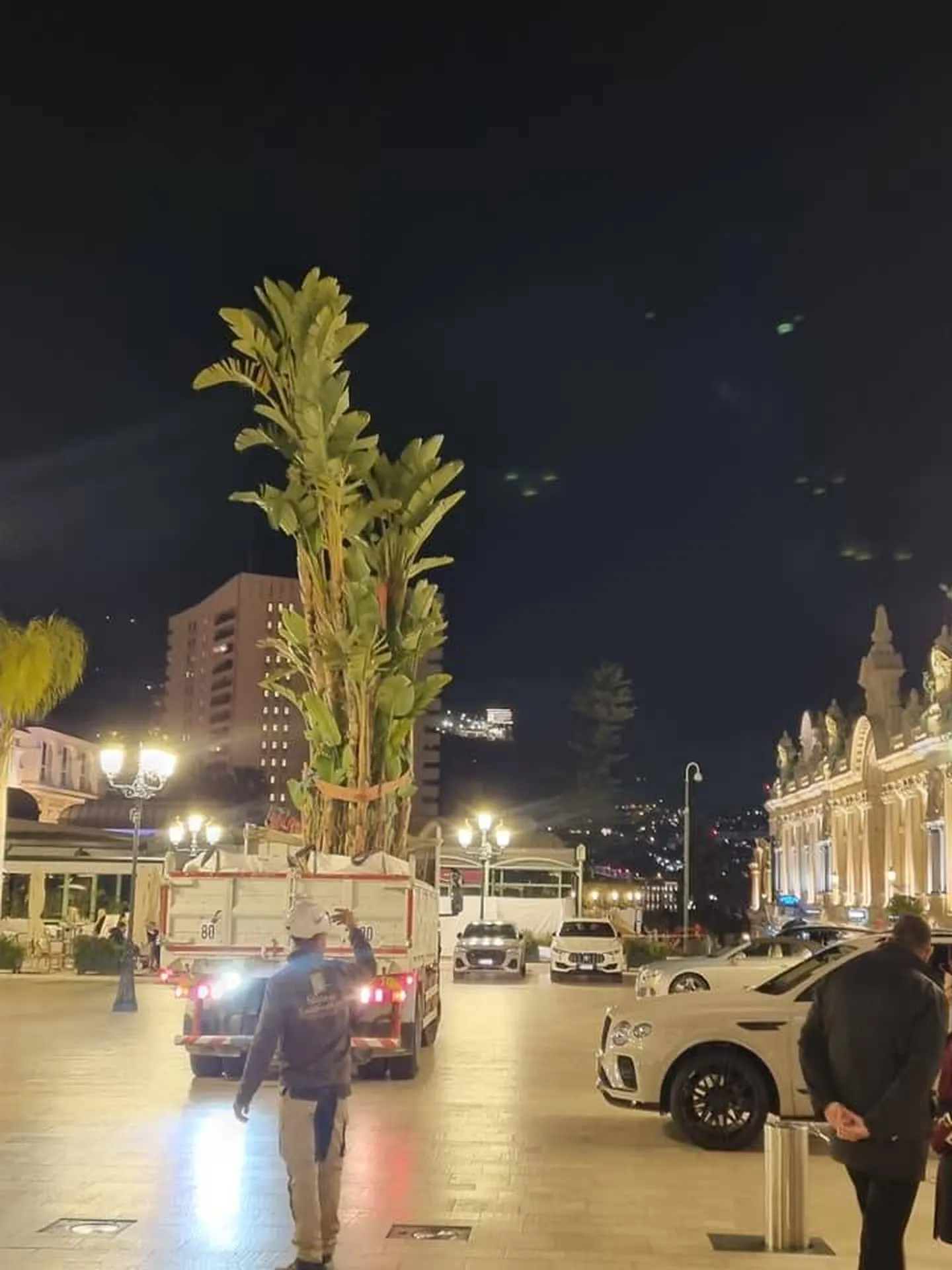 Transport de grands végétaux sur la place du Casino à Monaco