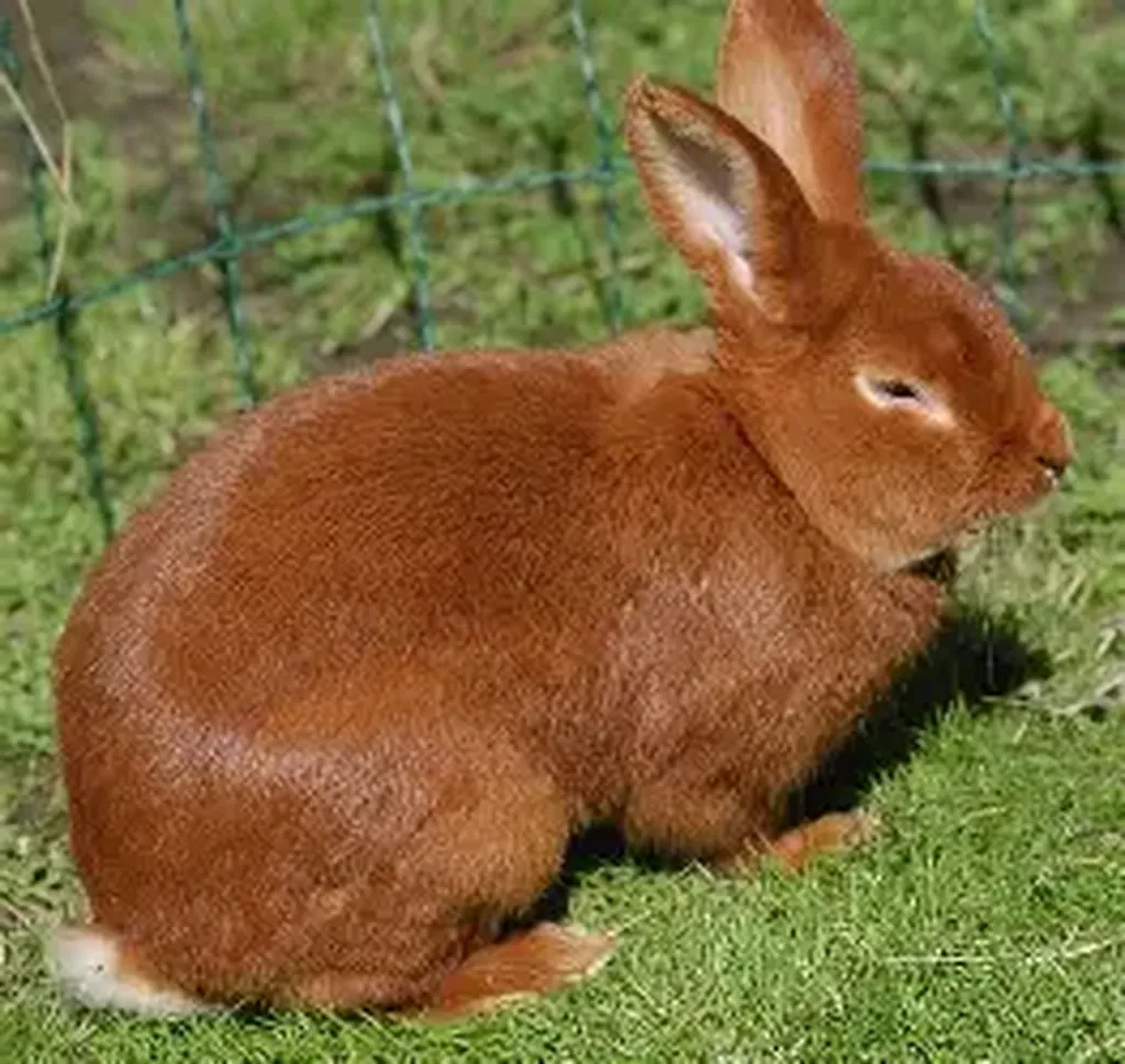 arrêt de transit chez le lapin 
