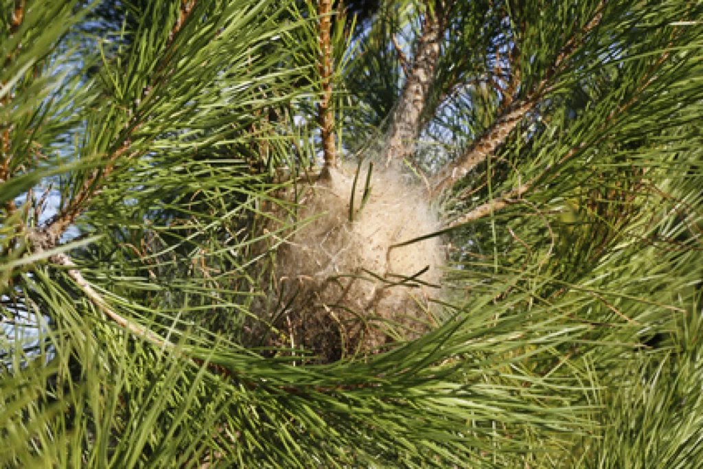 destruction de chenilles à lançon de provence 