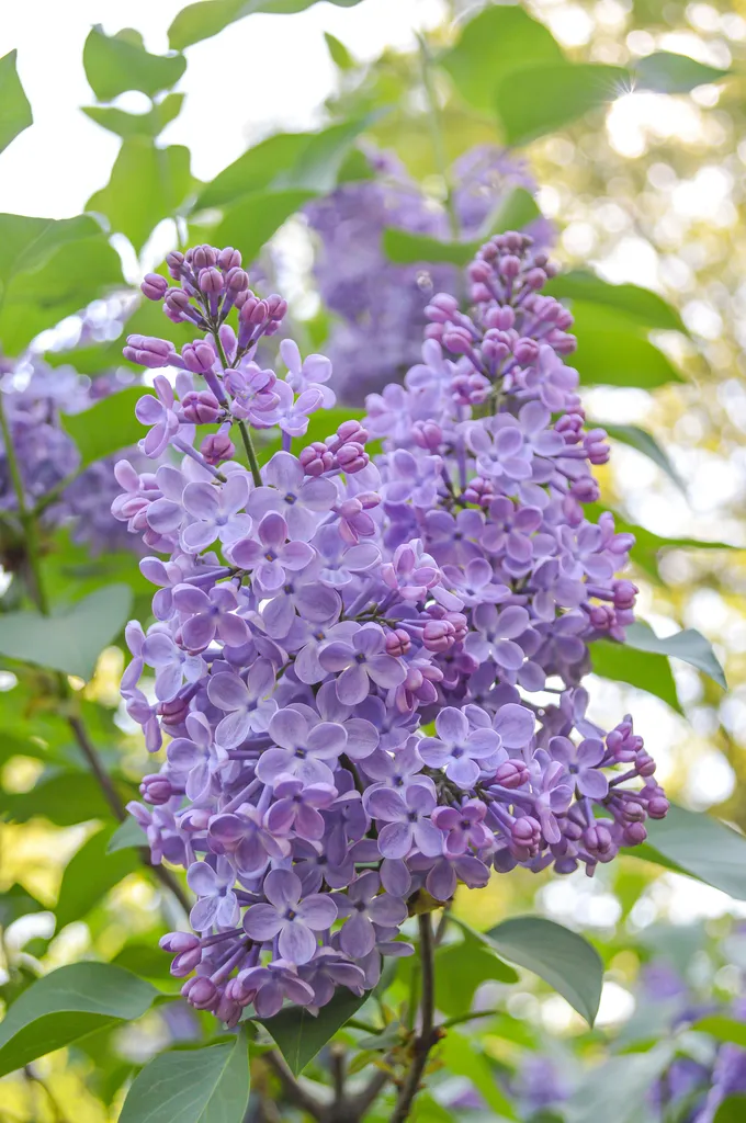 lilas-fleurs-printemps