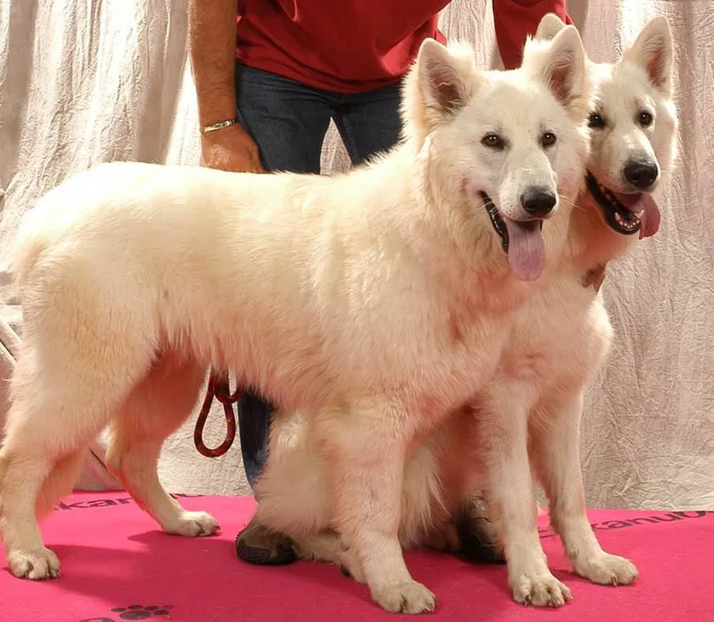 BERGER BLANC SUISSE PACA