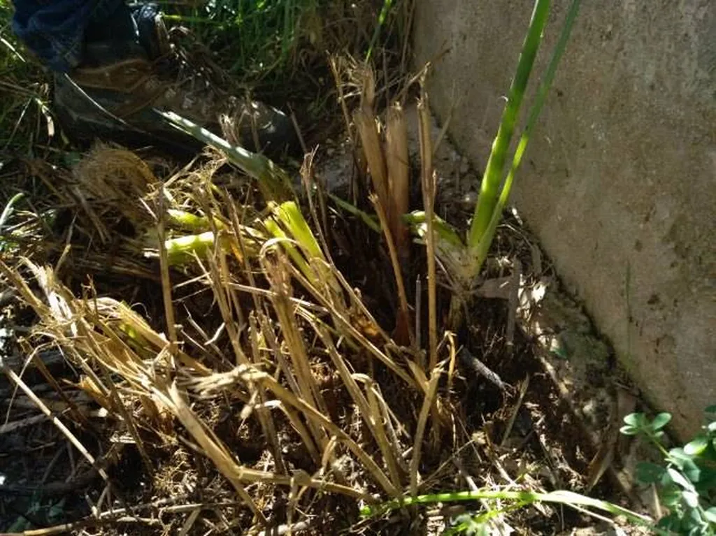 Obstruction totale d'un regard par des racines et bambous à Mérindol