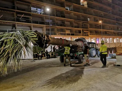 Transport de plamier sur tracteur à Monaco