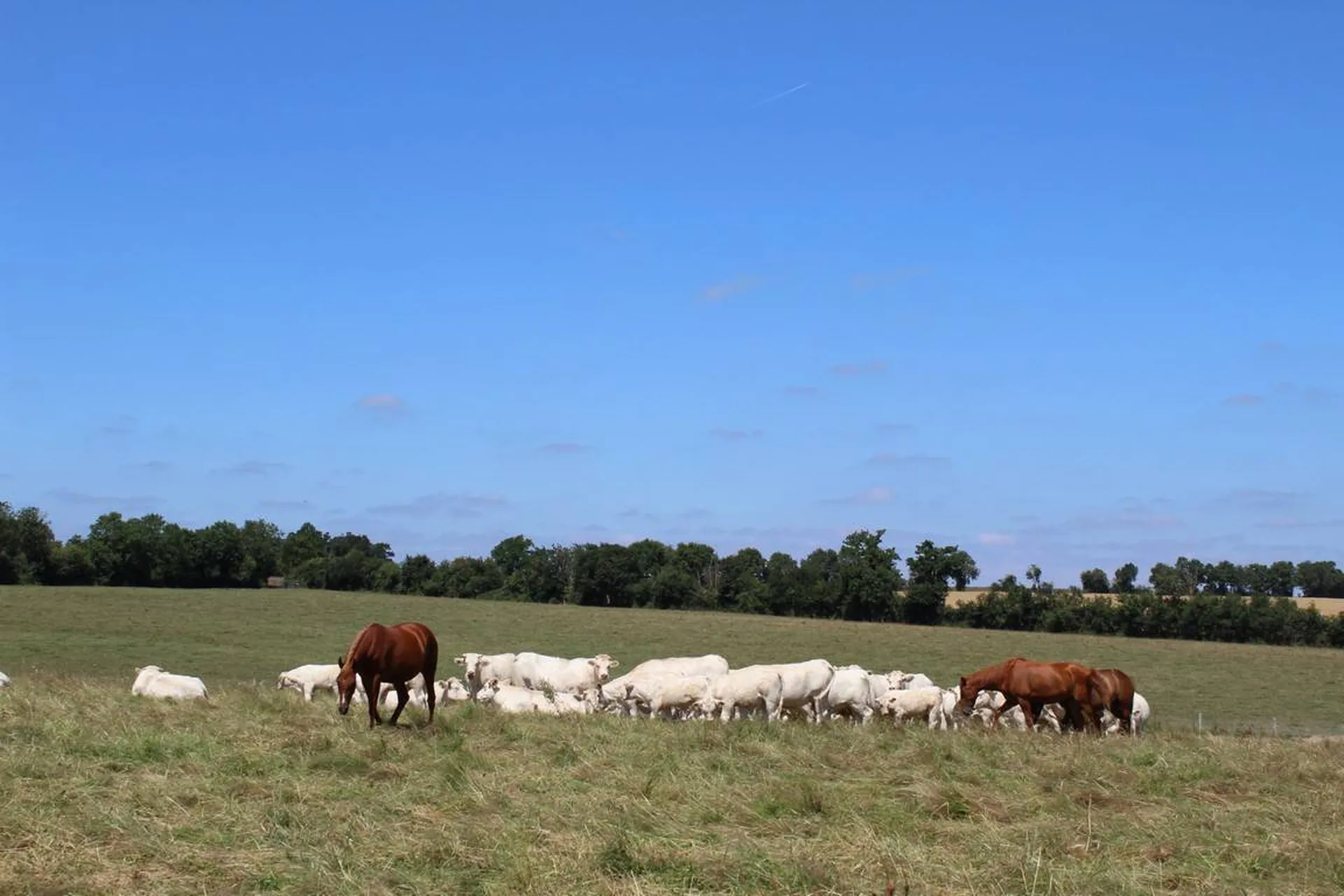 A acheter ferme avec maison d'habitation et ses bâtiments proche Cormeilles 27260