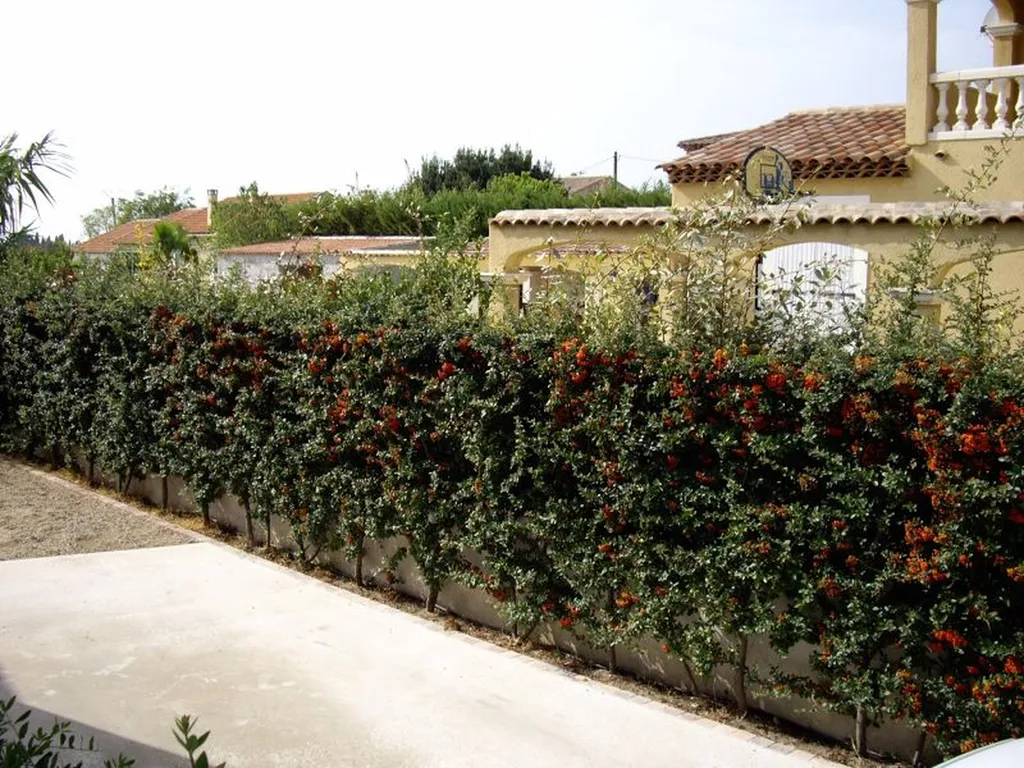 protection naturel avec des pirachantas sur marignane