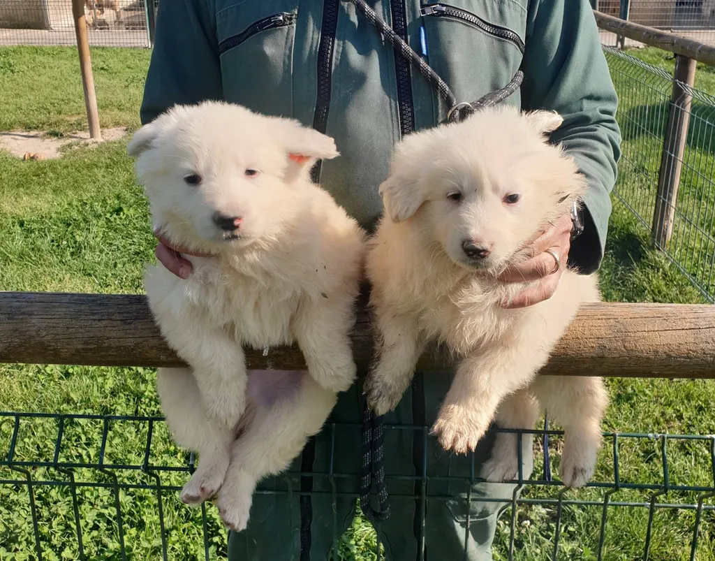 Berger Blanc Suisse LOF – 6 Chiots Disponibles (Portée 2025038487)