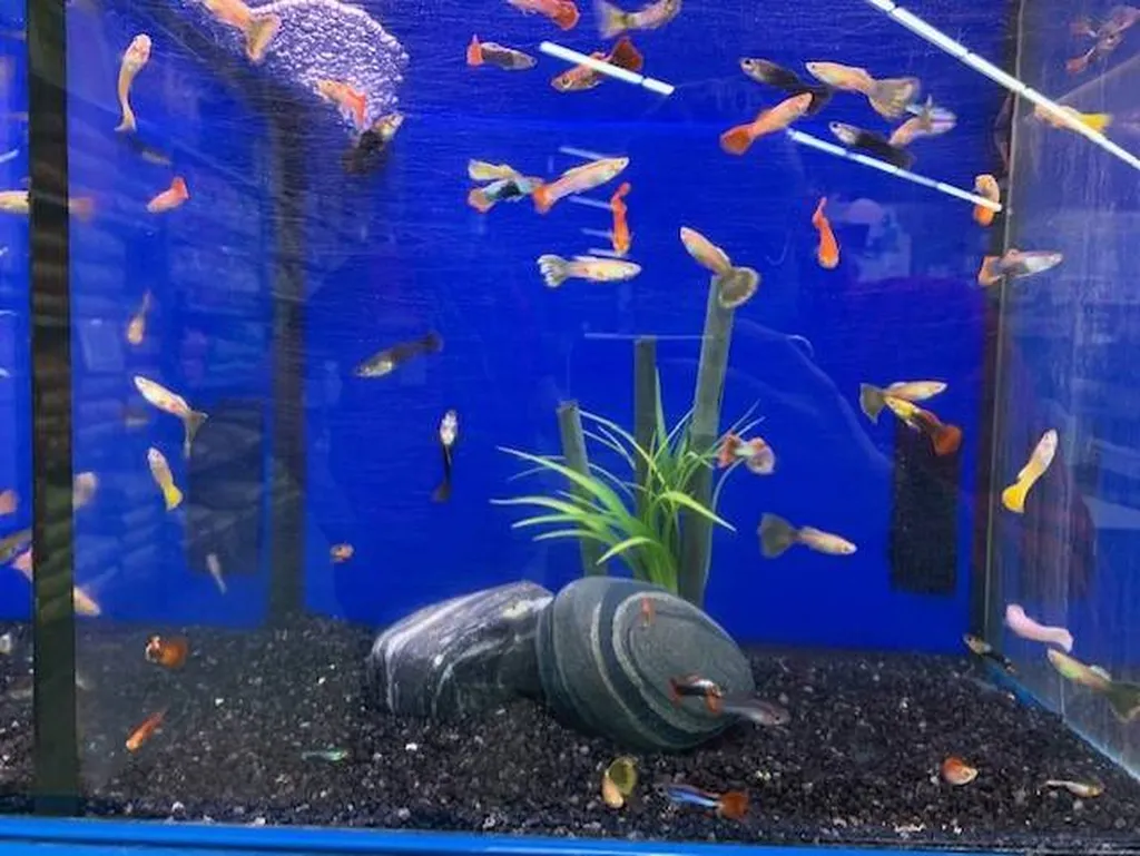 Acheter des poissons d'eau douce à proximité de Saint-Romain-de-Colbosc 76